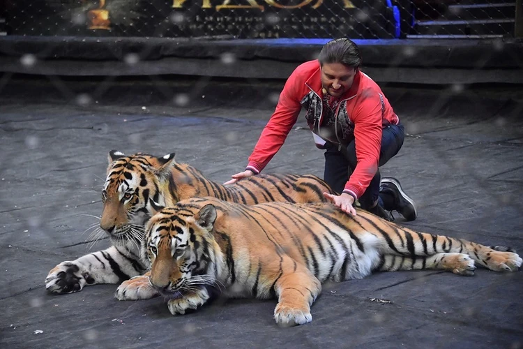 "Дети впервые в жизни увидели львов и тигров": Братья Запашные привезли цирк в Луганск