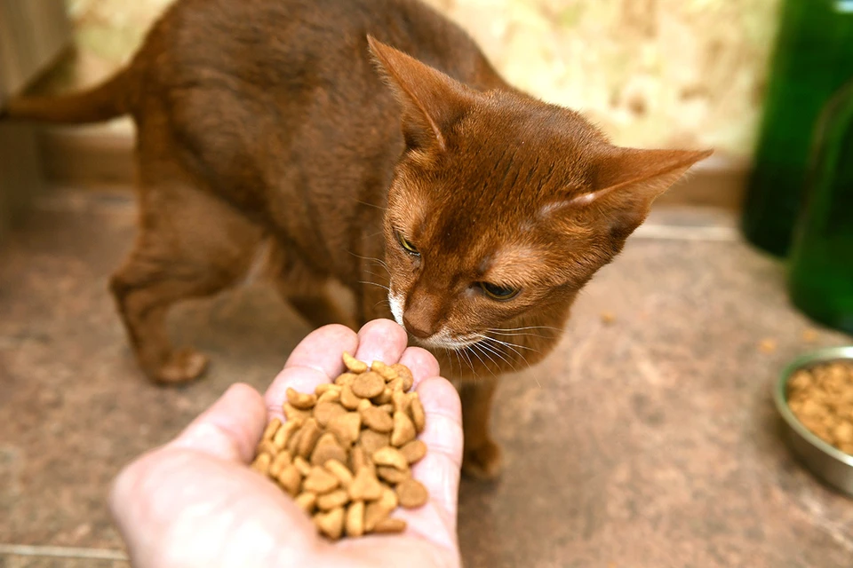Кошкам все равно - отечественный или импортный у них корм.