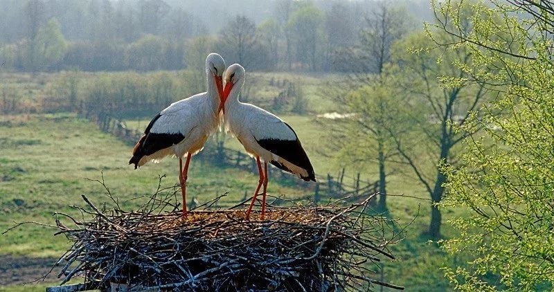 Общество защиты птиц и природы объявило о начале переписи гнездовий белого аиста в Молдове. Фото:rupor.md