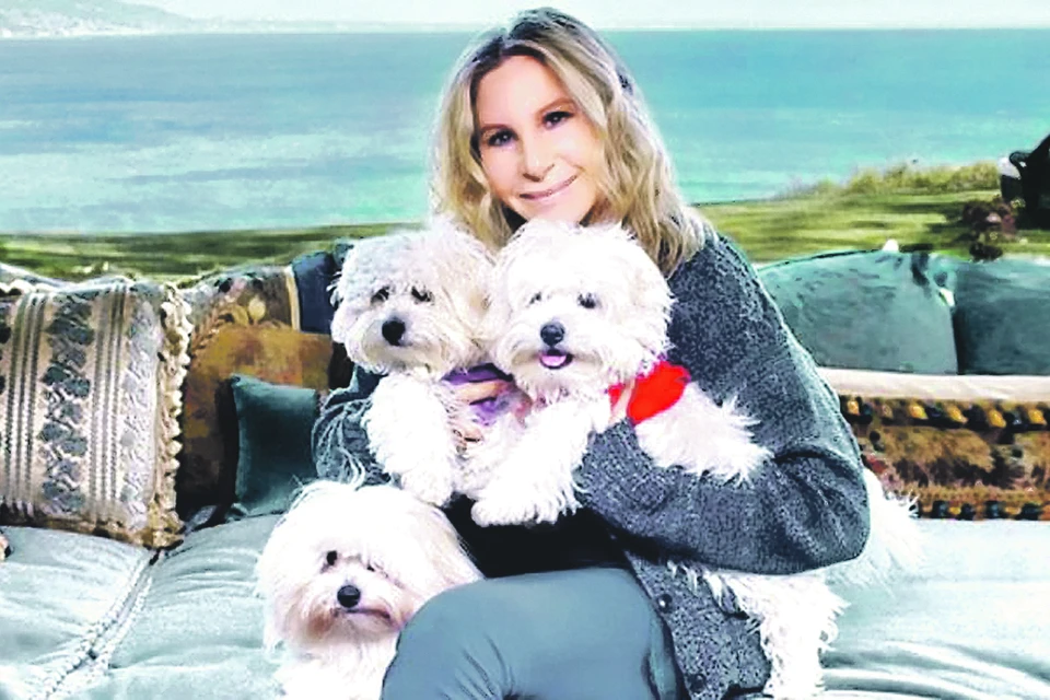 На руках счастливой Барбры Стрейзанд клоны ее любимой собаки Саманты - Мисс Скарлетт и Мисс Вайолет. Внизу - дальняя родственница Саманты. Как говорится, найдите отличия. Личная страница Барбары Стрейзанд в социально сети