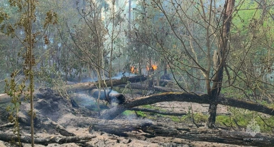 Лесной пожар произошел в Калужской области