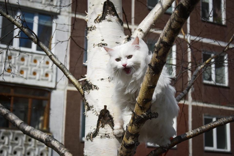В Ульяновске спасатели сняли с дерева просидевшую на ветке сутки кошку