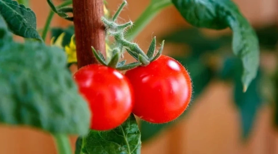 Опасные помидоры обнаружили в Калужской области