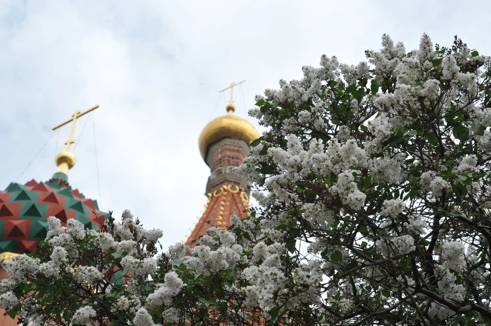 Москва благоухает цветущей сиренью.