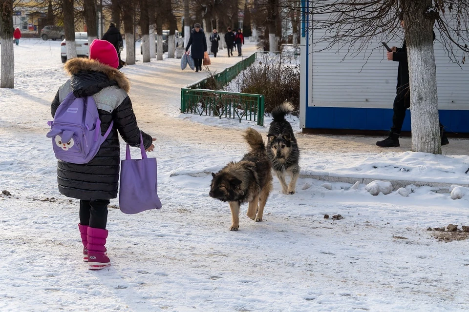Под Новосибирском с администрации требуют деньги за нападение собаки на ребенка