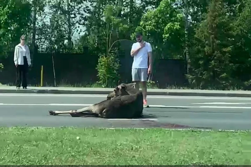 Зверя засняли, лежащим на дороге в крови.