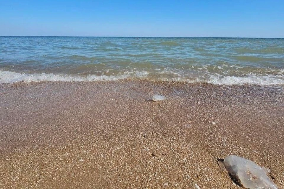 Традиционно медузы появляются в Азовском море в июле, но в случае сильной жары их можно будет увидеть на побережье уже в конце июня. Фото (архив): Администрация города Мариуполя