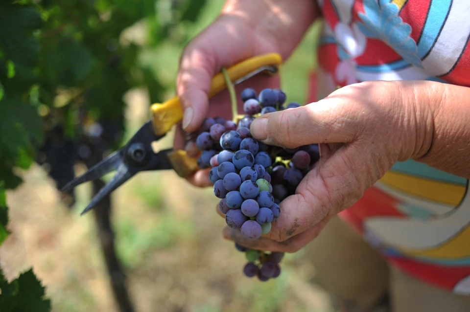 Несуществующие виноградники на площади как целое село выращивали выращивали» предприниматели в Дагестане