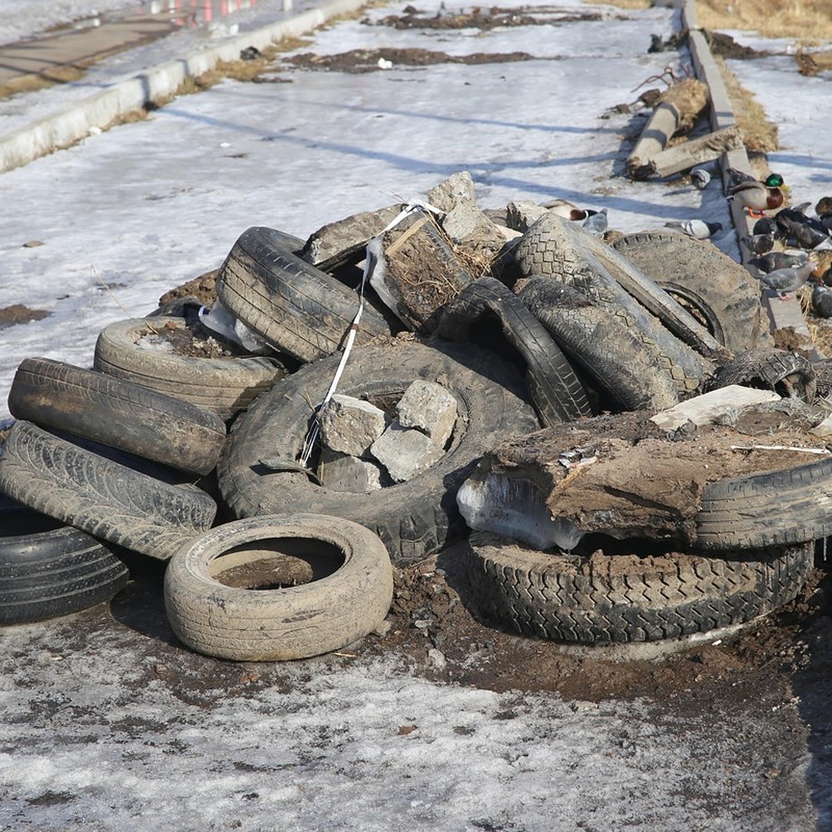 В Красноярском крае ввели особый режим из-за переполненных мусорных  полигонов - KP.RU