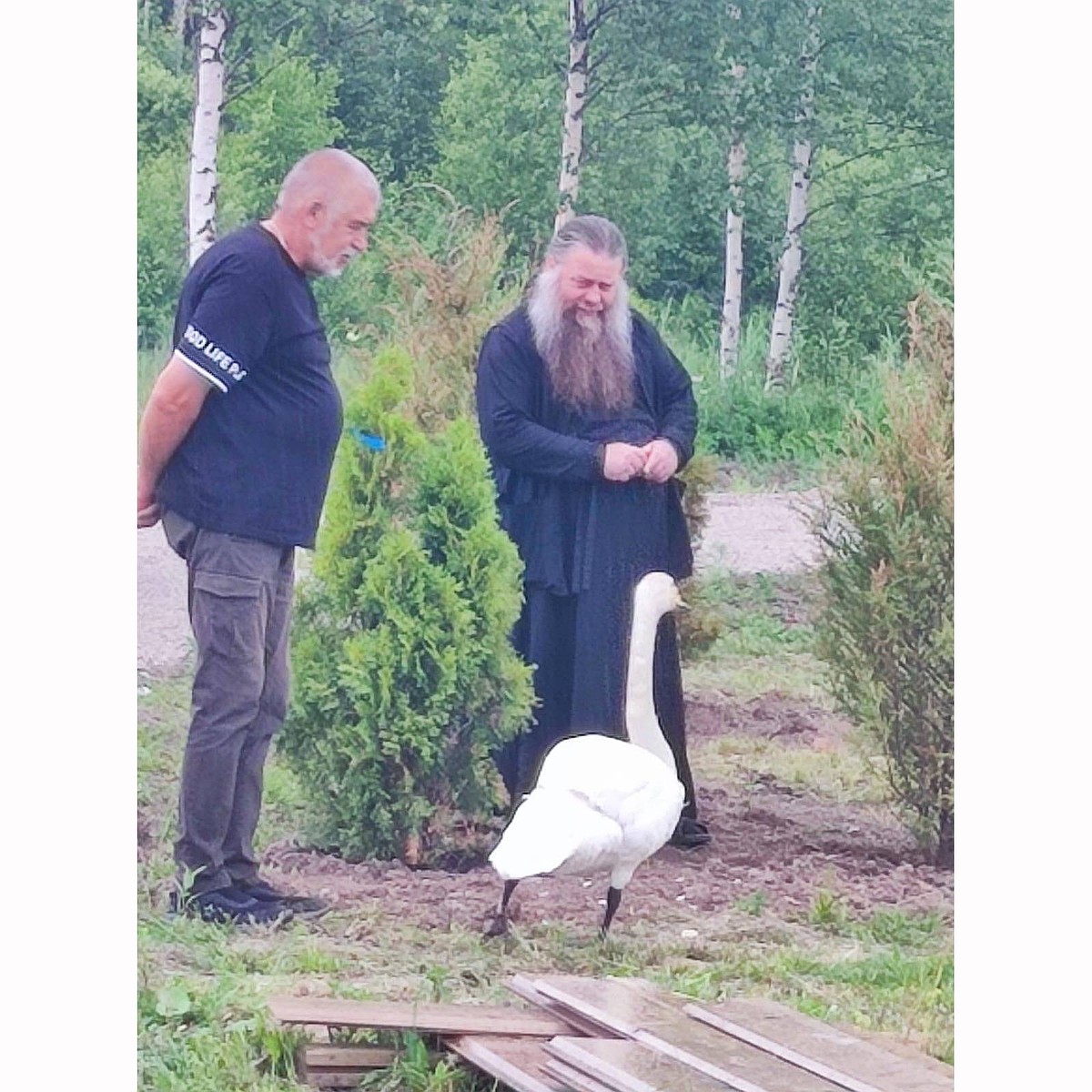 Сбежавший из литовского зоопарка лебедь Мартин обрел новый дом в Крыпецком  монастыре - KP.RU