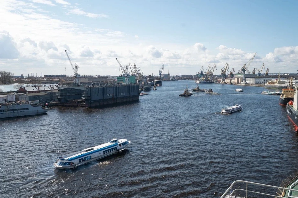 Многоядные мухи-горбатки вместе с партией паприки прибыли в Петербург из Перу.