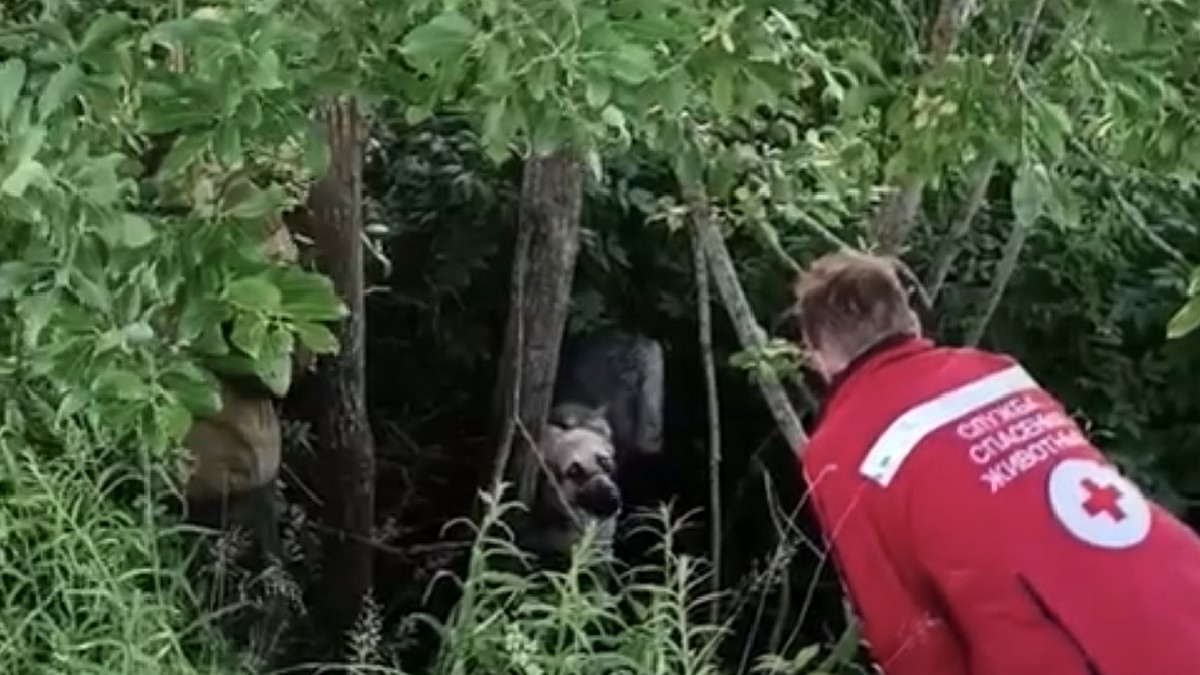 Собаку с перевязанной пастью достали спасатели из грязи в Гатчинском районе  - KP.RU