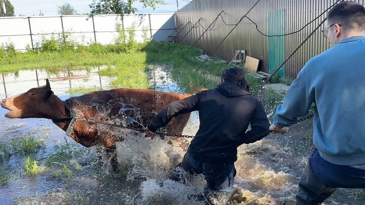 Воды выше колена»: известный зоозащитник и блогер спасает коров и собак от  паводка в приюте Югры - KP.RU