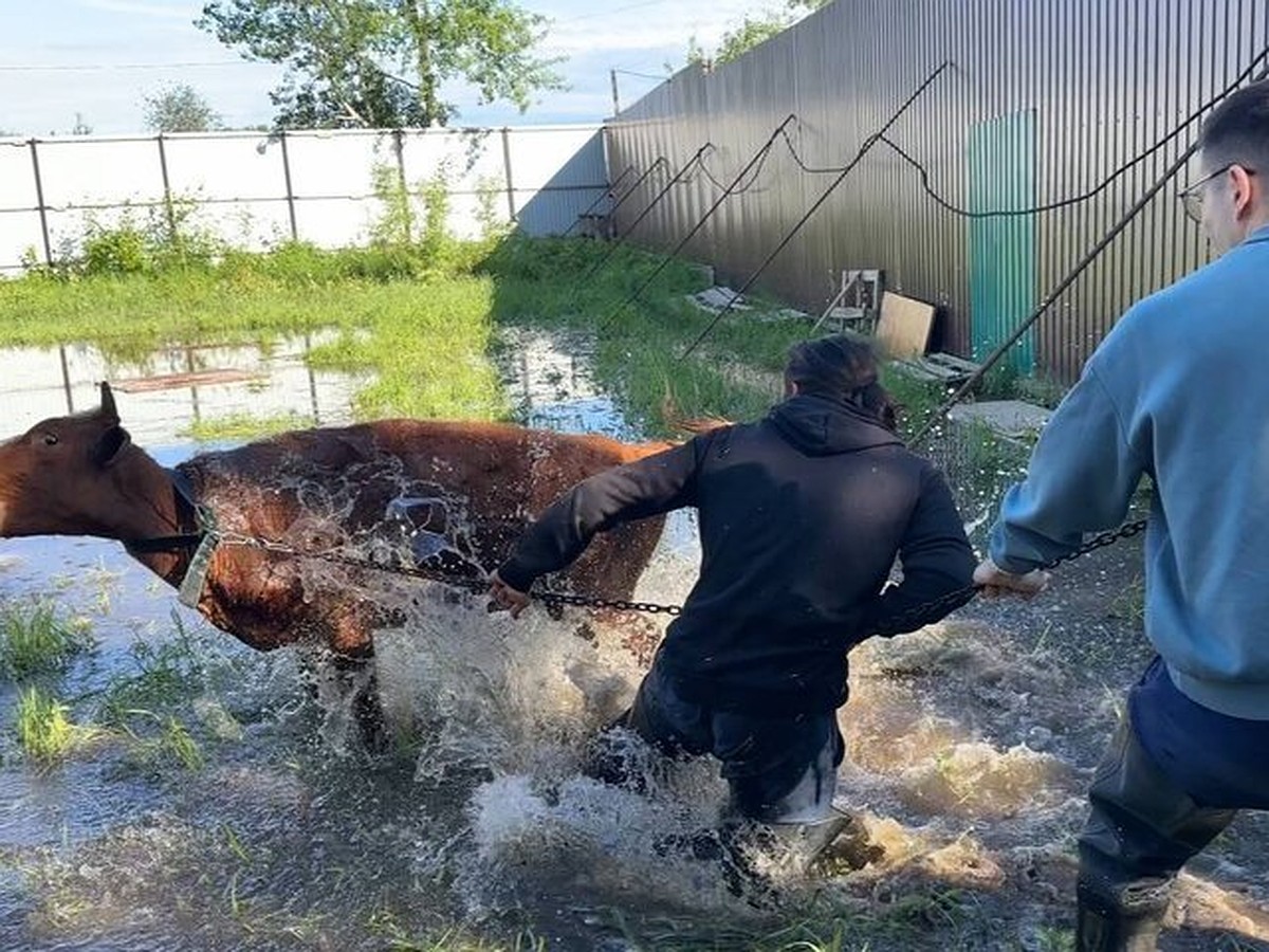 Воды выше колена»: известный зоозащитник и блогер спасает коров и собак от  паводка в приюте Югры - KP.RU