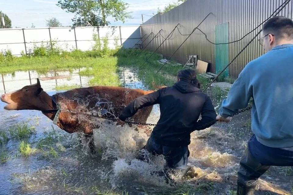 Фото: Александр Мезенцев / telegram-канал.