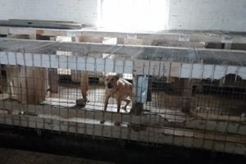 Фото: пресс-служба Уральского межрегионального управления Россельхознадзора