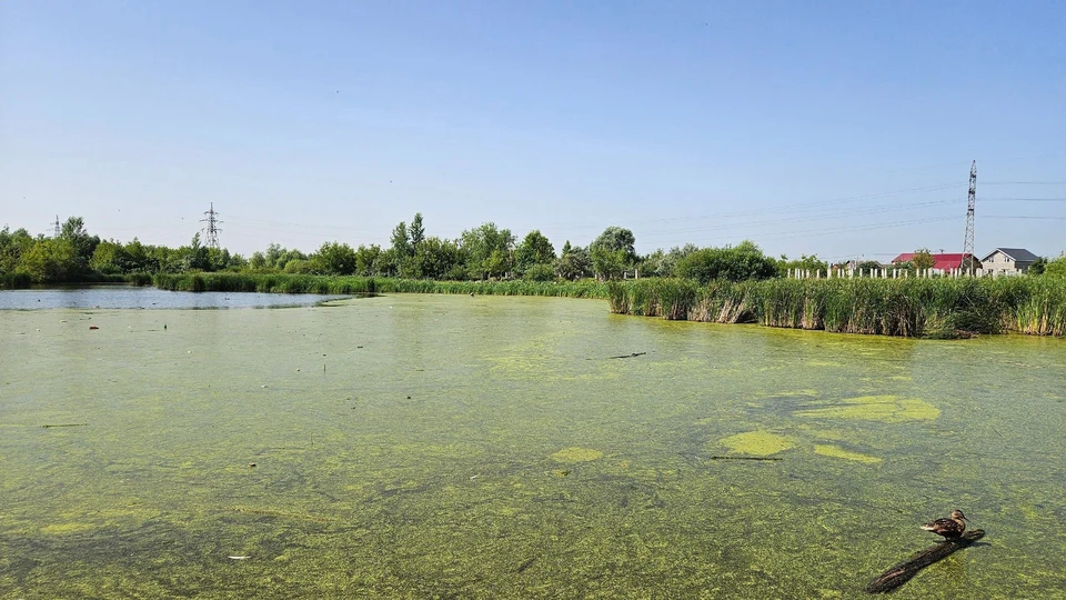 Озеро на Шолмова в Ульяновске внесут в государственный водный реестр | ФОТО: министерство природы Ульяновской области