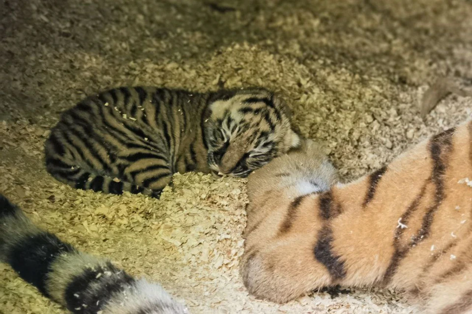 В зоопарке Барнаула в один день родилось 8 тигрят - KP.RU