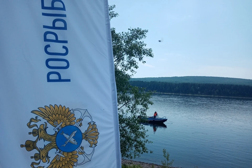 В Красноярском крае планируют увеличить производство живой рыбы