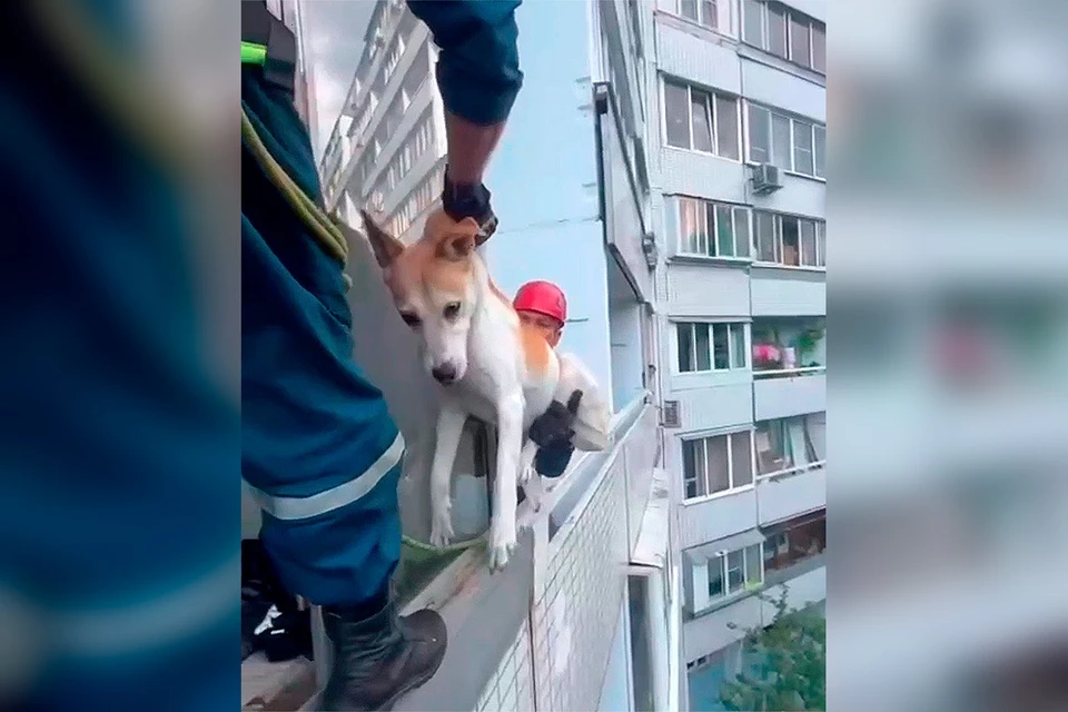 Двое сотрудников Центра «Лидер» МЧС России спасли собаку, которую хозяева заперли на балконе в жару.