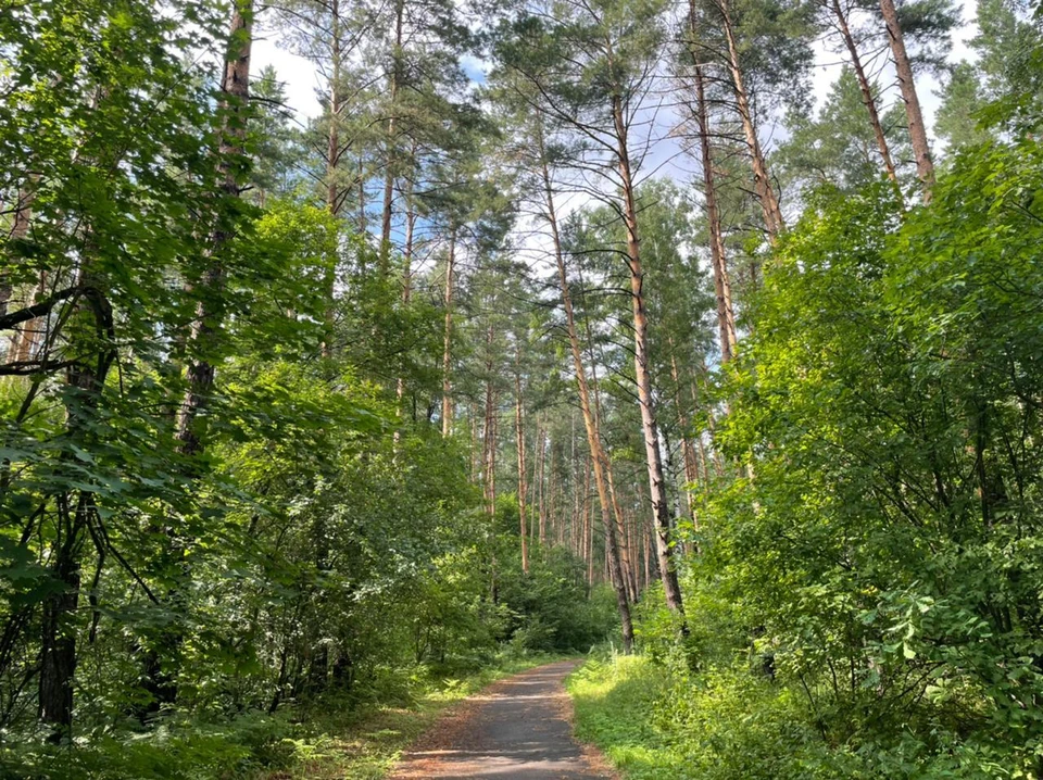 Леса хотят уберечь от пожаров