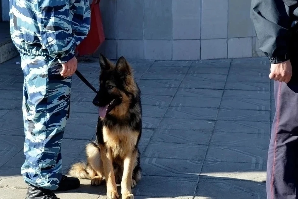 Сообщения о минировании вновь поступили в детские сады и суды Липецкой области