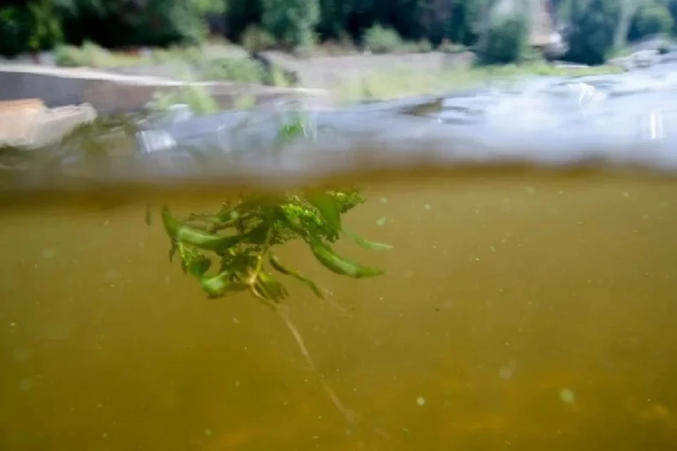 Бурному росту водорослей поспособствовала жаркая погода.