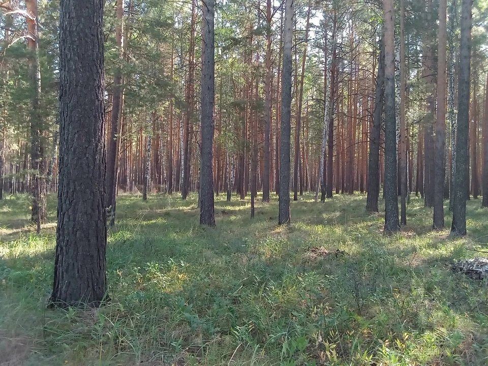 В ямальских лесах прогнозируют высокий уровень пожарной опасности