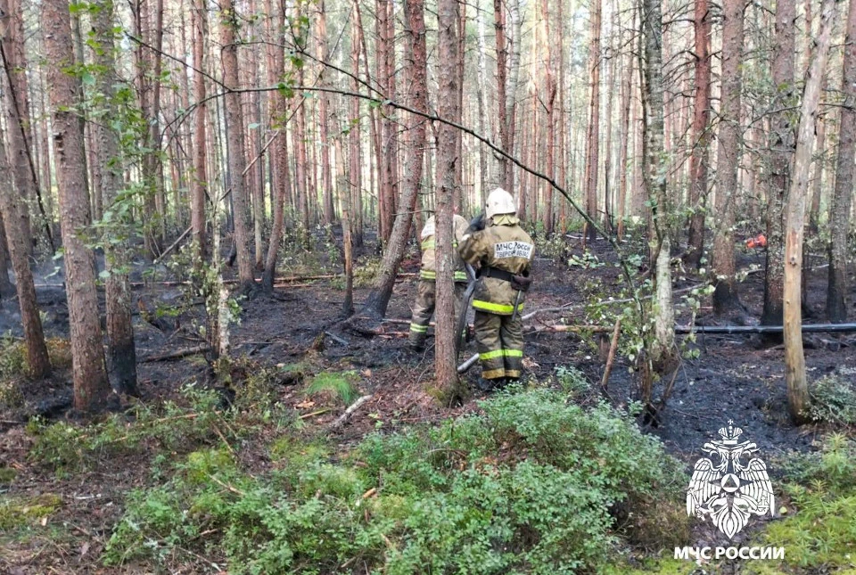 В Калязине сотрудники МЧС России ликвидировали тление лесной подстилки. Фото: МЧС