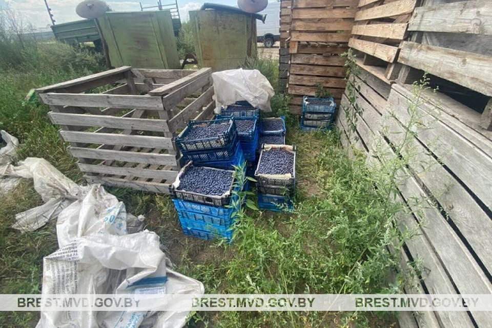 Подросток украл у ипэшника 44 ящика голубики, думая, что потом перепродаст. Фото: УВД Брестского облисполкома.