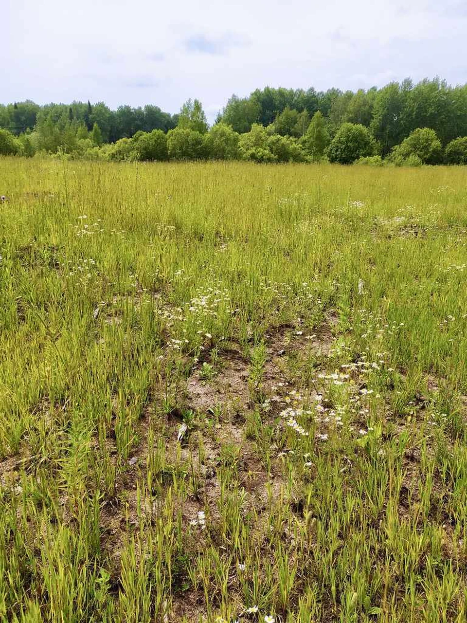Рекультивированный участок. Фото: ФИЦ УУХ СО РАН
