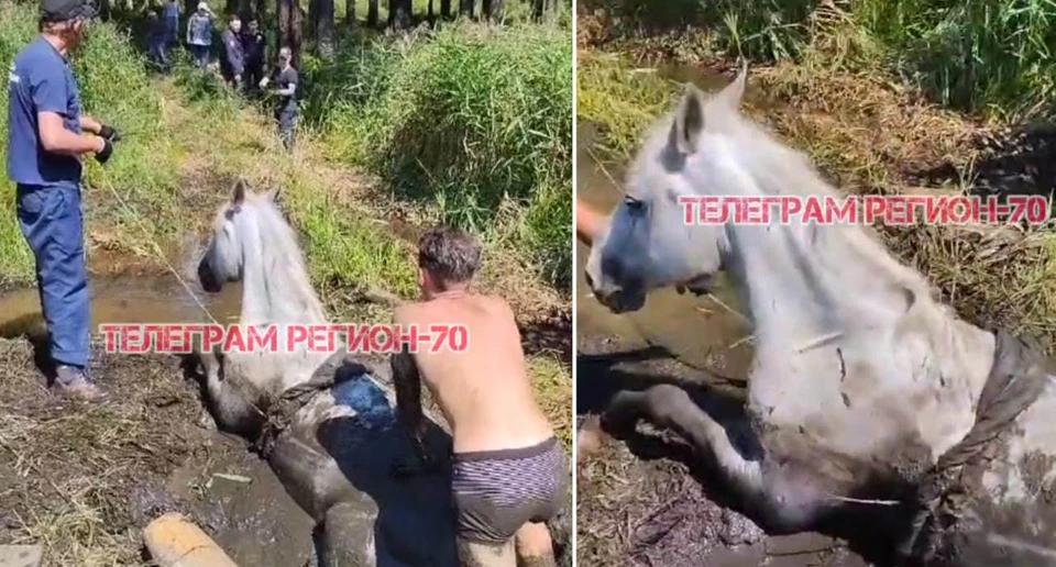 Фото: ОГБУ "ТО ПСС"