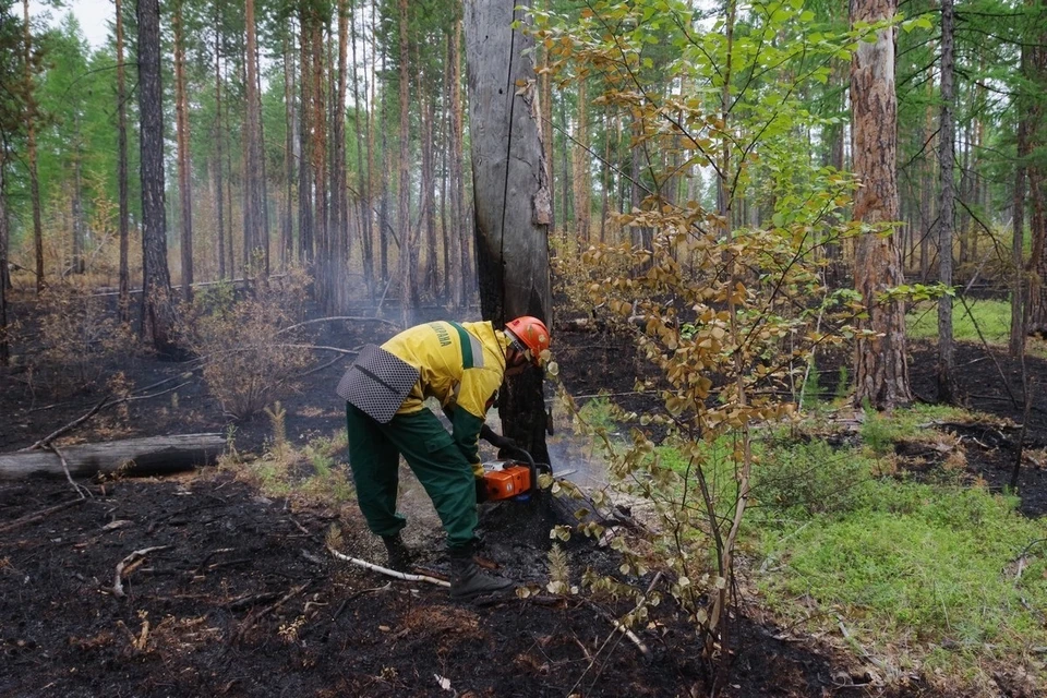 Фото: Пресс-служба Федеральной Авиалесоохраны.