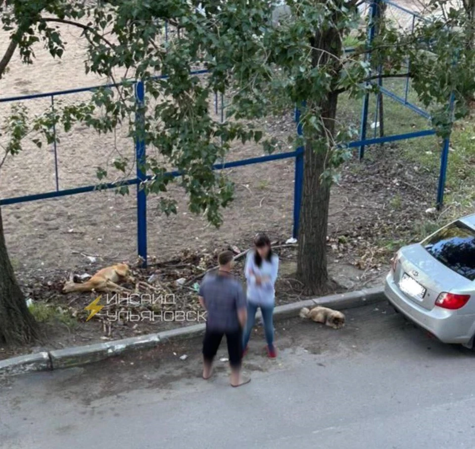 Страшную находку обнаружили жители одного из домов на проспекте Туполева. Фото телеграм-канал Инсайд Ульяновск