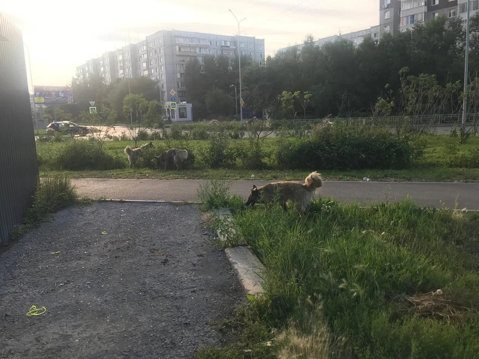 Фото: администрация Красноярска