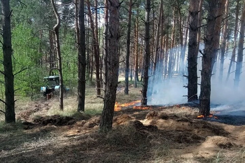 Херсонские лесхозы отстаивают угодья от участившихся пожаров. Фото: министерство природных ресурсов Херсонской области.