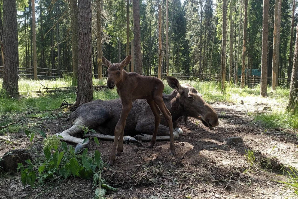 Водителей призвали соблюдать скоростной режим.