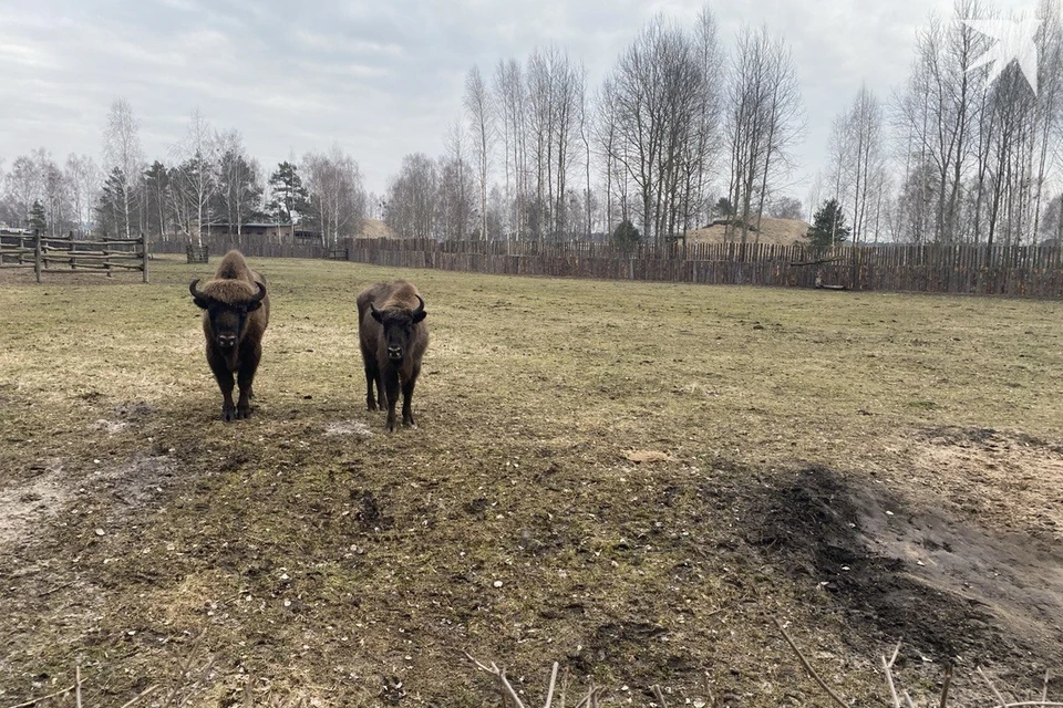 В Шарковщинском районе зубра заметили вместе со стадом элитных коров. Снимок носит иллюстративный характер. Фото: архив «КП»