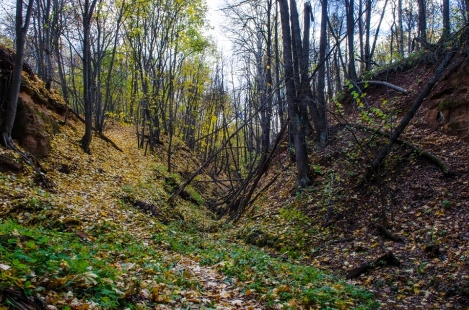 Опасного для ясеней вредителя впервые обнаружили в Нижнем Новгороде