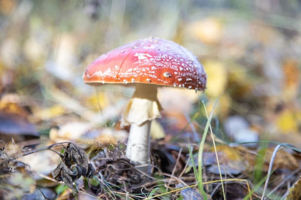 Мужчина из Волгодонска выжил после отравления грибами.