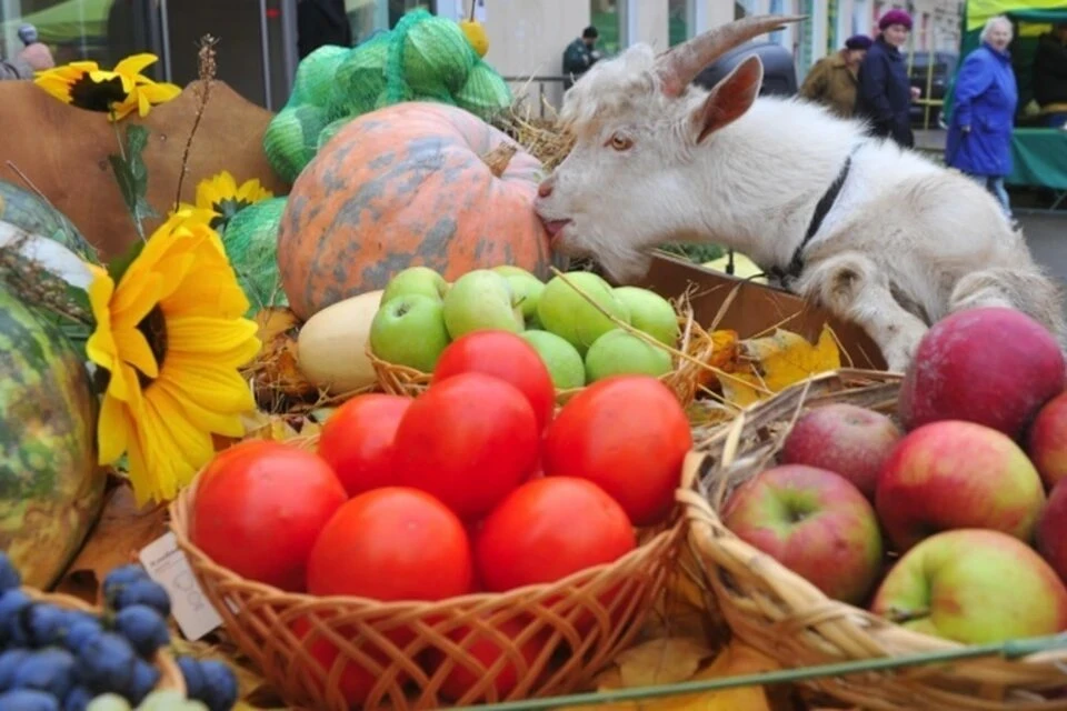 Нутрициолог Веселова назвала яблоки и тыкву самыми полезными продуктами осени