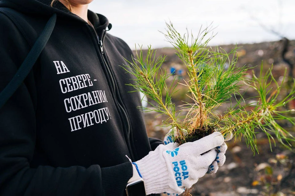 Всего же в регионе высадили 17 тысяч деревьев и кустарников различных пород. Фото: Правительство Мурманской области