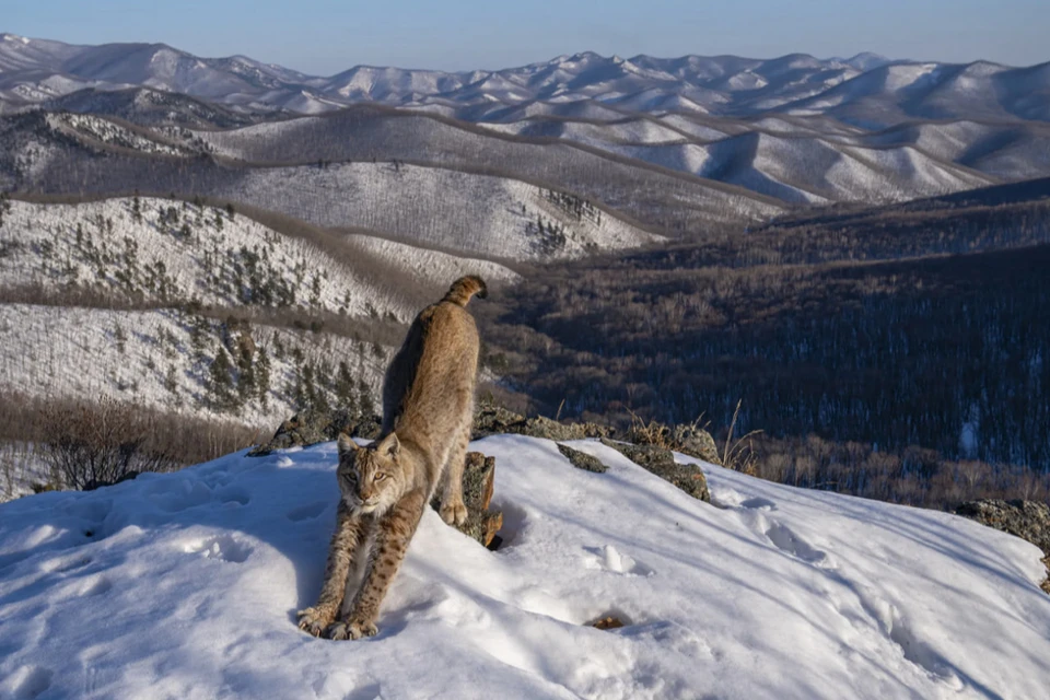 Потягивающаяся рысь на сопке в Приморье. Фото: Игорь Метельский/Wildlife Photographer of the Year