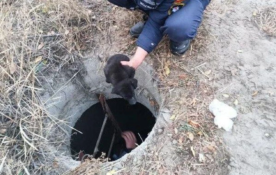 В Шолоховском районе спасли котенка и щенка, угодивших в ловушки. Фото: ГКУ РО «ПСС ВВ ТМ».