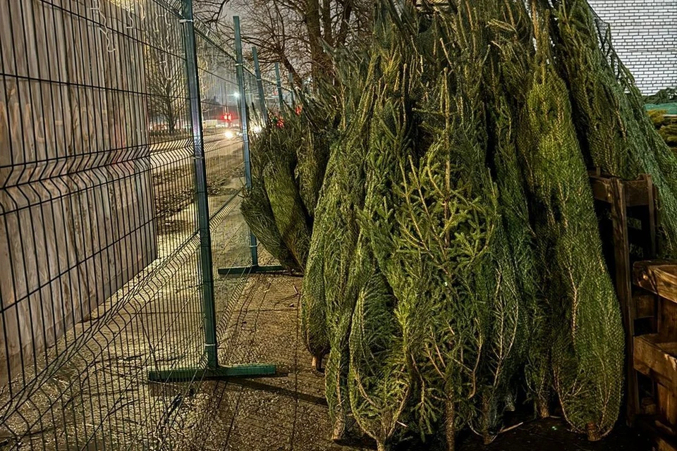 Торговцу елками грозит административная ответственность. Фото: t.me/spb_zakon