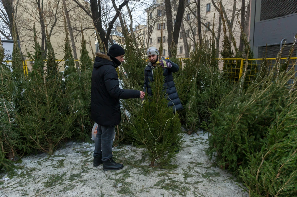 Продавцы советуют не тянуть до Нового года и приобретать деревья сейчас