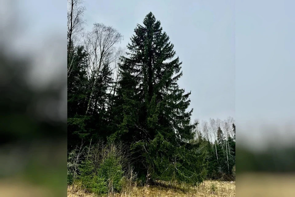 Лучшую ель нашли в Подмосковье, вблизи деревни Знаменка Можайского городского округа. Фото: Управление делами президента России