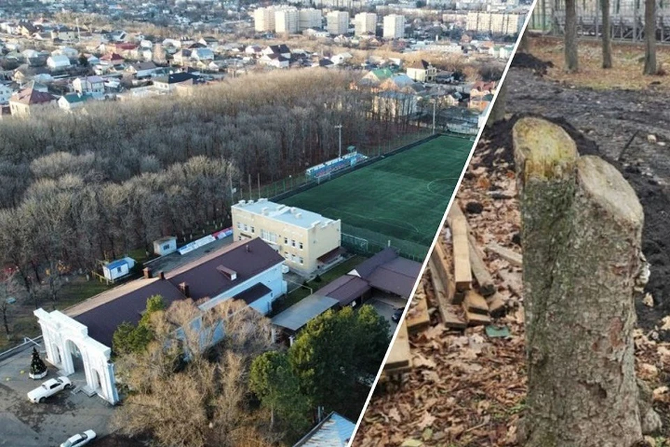 Горожане жалуются на вырубку леса. Фото: предоставлено читателем «КП»