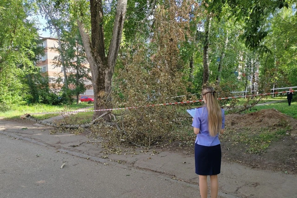 Девочку убил обломившийся сук дерева. Фото: СУ СКР по Кировской области