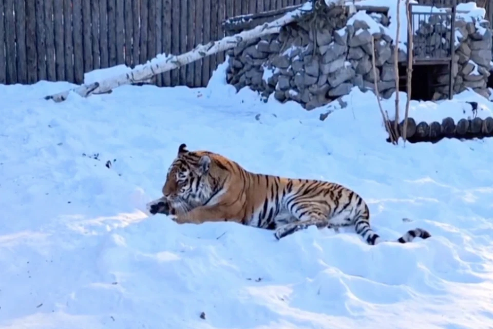 Шайни родилась и выросла в дикой природе Приморского края. Фото: скриншот с видео зоосада «Приамурский»